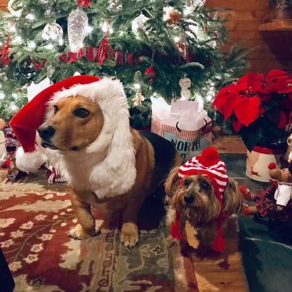 Meet your Posher, Wanda - Picture 10 of 16